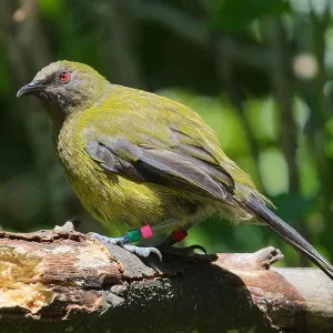 Bellbird
