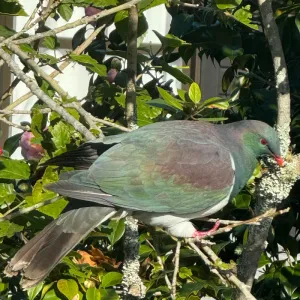 Kererū