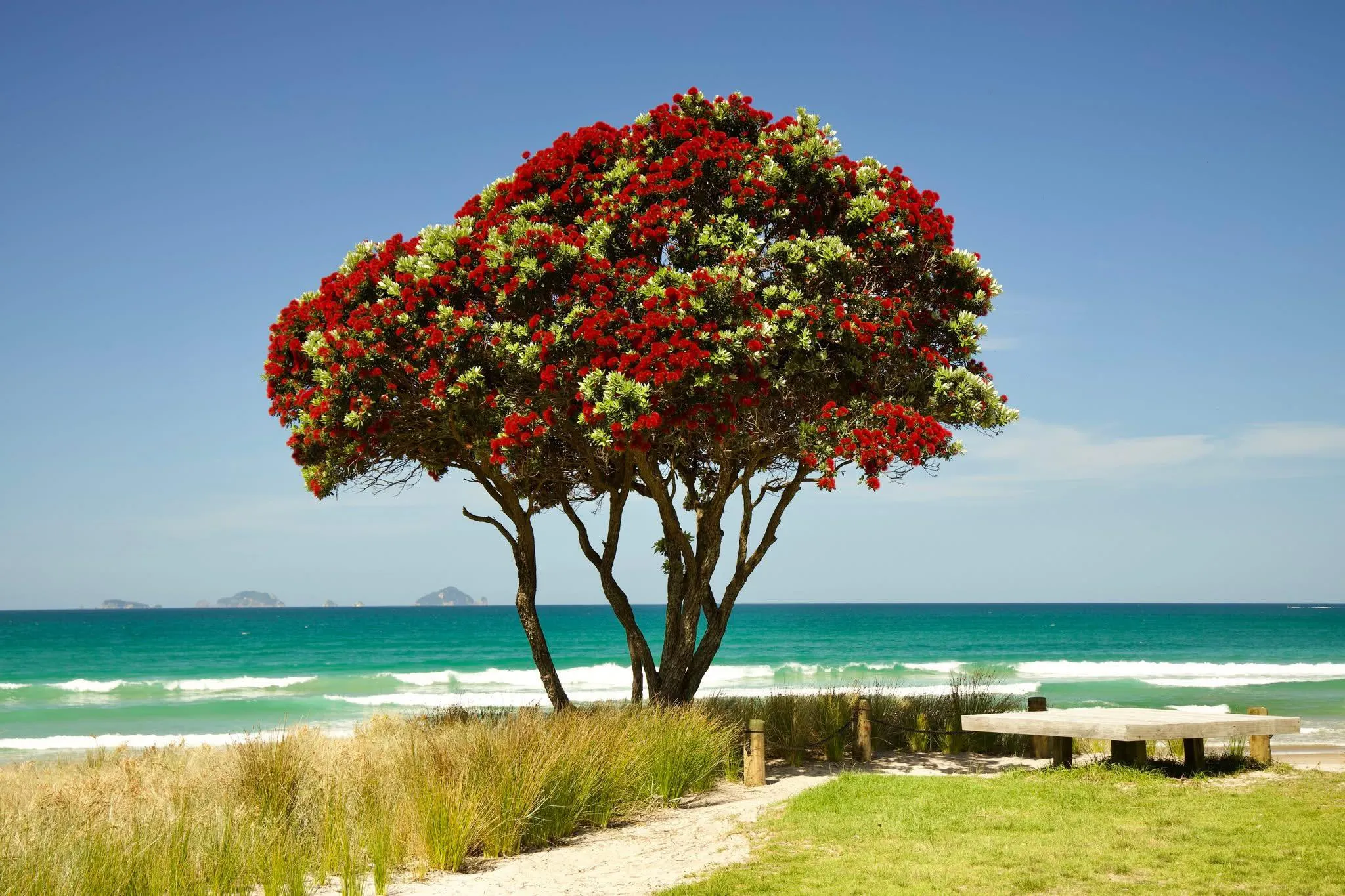 Pōhutukawa trees at Pāuanui
